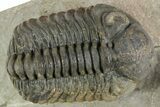 Cluster of Six Trilobite Fossils (Mrakibina, Morocops, Austerop) #350556-3